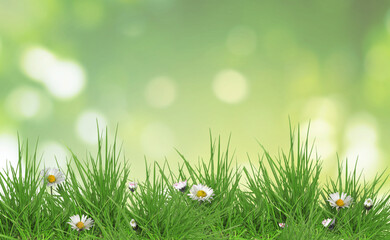 Fototapeta premium Bright daisy flowers and lush green grass growing outdoors. Spring season