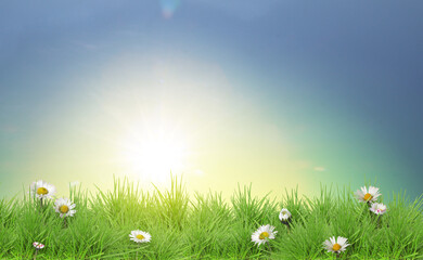 Fototapeta premium Bright daisies growing among lush green grass under sky outdoors. Spring flowers