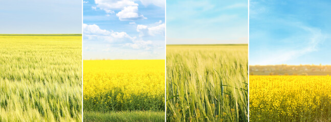 Fototapeta premium Set of fields under beautiful sky. Nature landscape