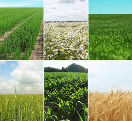 Fototapeta premium Set of fields under beautiful sky. Nature landscape