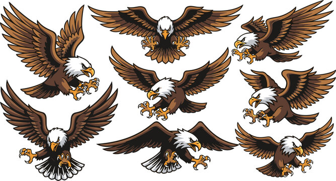 Bald Eagle Set with Flying and Attacking Poses Detailed Bird of Prey Wildlife Vector Illustration Collection