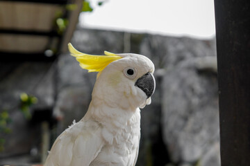 Yellow-Crested Cockatoo Portrait