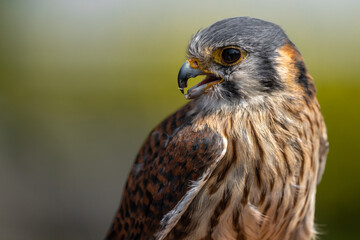 Common or Eurasian Kestrel (Falco tinnunculus)