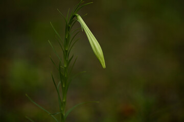 ユリのつぼみ