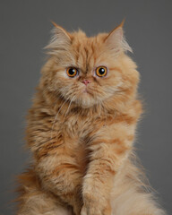 studio portrait of a cat © Ricardo Canino