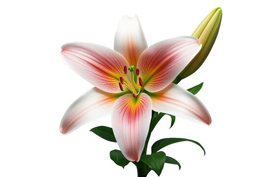Pink and white lily flower blooming with fresh green leaves and a closed bud against transparent background