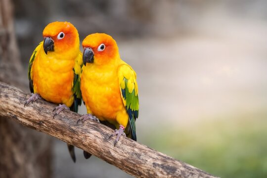 Colorful nymph parrots sit together on a tree branch against a soft natural backdrop