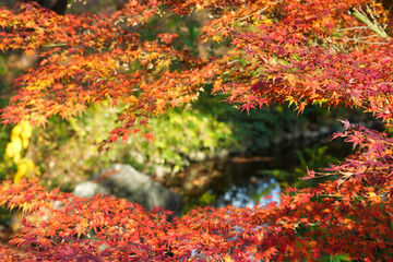 秋色に染まる紅葉の風景