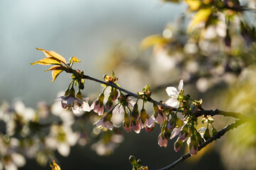 やわらかな光に包まれるヒマラヤザクラ