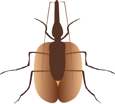 Highly detailed vector illustration of Mormolyce phyllodes, also known as the violin beetle, isolated on white background for scientific and educational use.