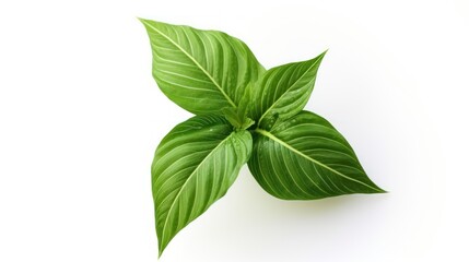 Vibrant green leaves radiate life and freshness against a crisp white backdrop.