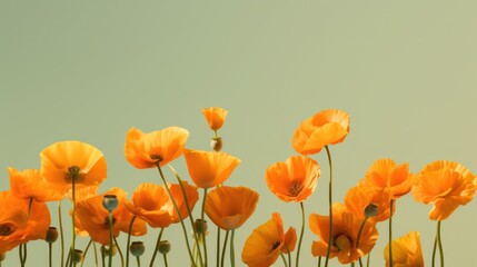 Vibrant orange poppies bring a burst of natural beauty to a tranquil, open backdrop.