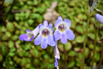 プリムリナ・レイチェル　Primulina 'Rachel'