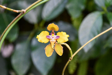 シルトキルム・マクランツム　Cirrhopetalum macranthum