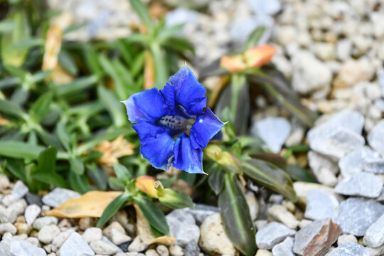 チャボリンドウ（ゲンチアナ・アカウリス）　Gentiana acaulis