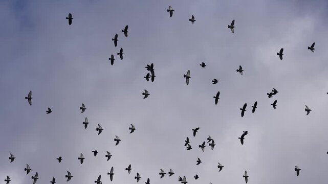 Flying flock of pigeon birds in cloudy sky, slow motion