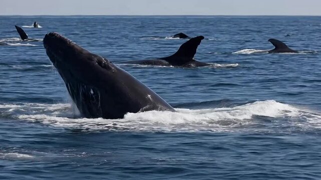 Group of whales swimming together in the ocean with one breaching the surface.