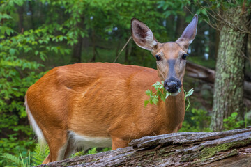 Fototapeta premium large female deer in summer color chewing a green plant closeup