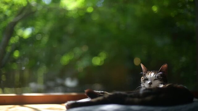 新緑の庭を背景にしっぽを振りながらくつろぐキジ猫