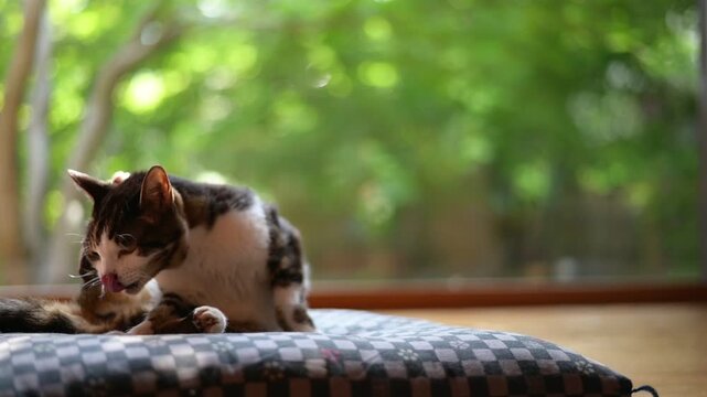 新緑の庭を背景にしっぽを振りながらくつろぐキジ猫