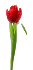 Naklejka premium One beautiful red tulip isolated on white