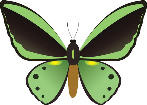 High-quality vector illustration of Ornithoptera priamus, featuring vibrant tropical colors and detailed wing patterns, isolated on white background for design projects.