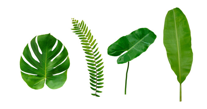 Monstera and banana green leaf isolated on white background.