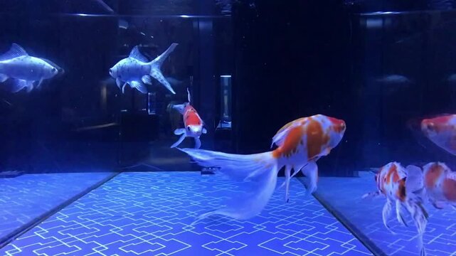 Fancy Goldfish Swimming Inside Freshwater Aquarium Under Blue Lighting