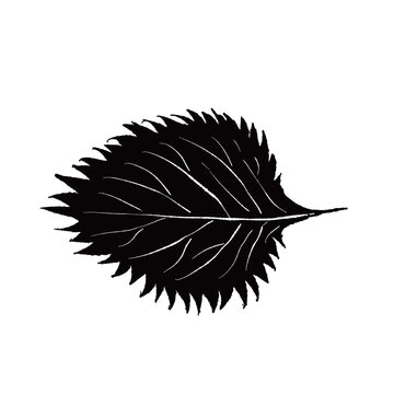 Ooba Shiso Perilla Leaf Monochrome Silhouette