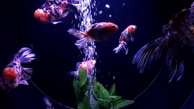 Calico Goldfish Swimming Near Air Bubbles Inside Freshwater Aquarium