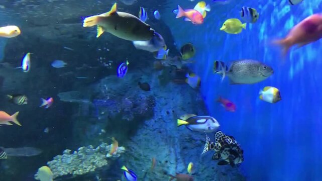 Diverse Tropical Marine Fish Swimming Together in Large Aquarium Tank