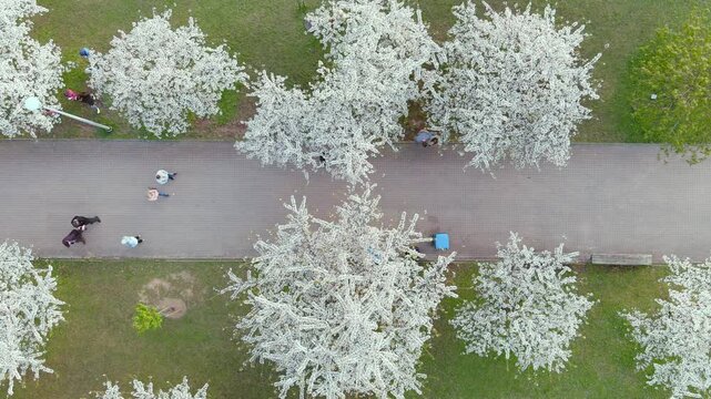 Beautiful aerial top-down view of blossoming sakura park in Vilnius city center. Sugihara cherry tree garden blooming on sunny April evening. Springtime in Vilnius, Lithuania.