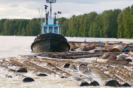 Canada, BC, Richmond.  River tug baot with log boom on the lower Fraser River.  Logs en route to sawmills on the river.