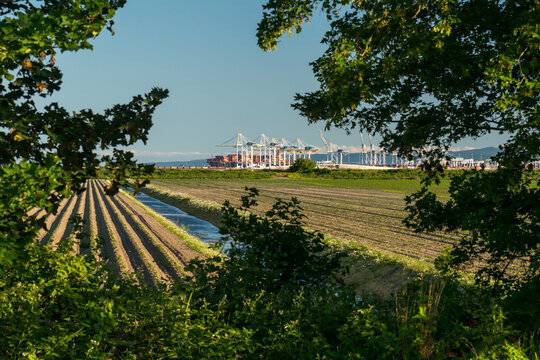 Canada, BC, Delta.  Farm fields with Deltaport in the background, Brunswick Point, in the Fraser River Estuary, south of Vancouver