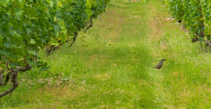 Canada, BC, Penticton.  A quail crosses the grassy verge between rows of grapevines in Narramata Bench vineyard.  