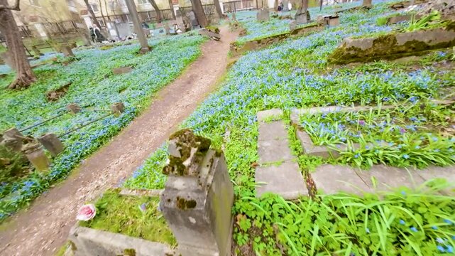 Blue scilla siberica spring flowers blossoming in April in Bernardine cemetery, aerial FPV view of one of the three oldest graveyards in Vilnius, Lithuania.