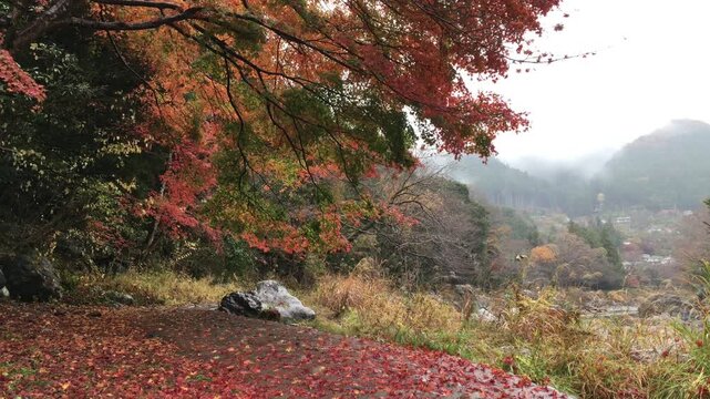 Vibrant Red Japanese Maple Leaves in Autumn Park