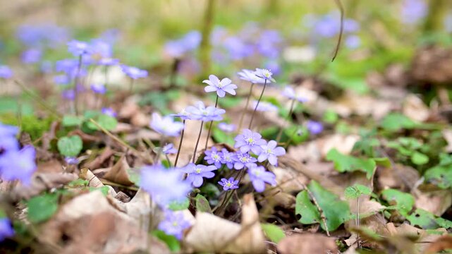 Blossoming hepatica flower in early spring in forest. Beauty in nature. Close-up slow motion footage.