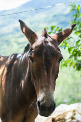 Obraz premium Pack mule standing outdoors on a Colombian farm with mountain landscape in background