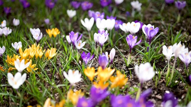 Blooming crocus flowers in the park. Spring landscape. Beauty in nature. Close-up slow motion footage.