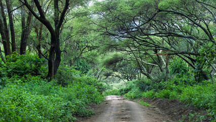 Naklejka premium Safari dirt road winding through acacia woodland in Lake Manyara National park, Africa.
