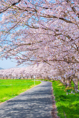 都幾川桜堤