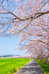 都幾川桜堤