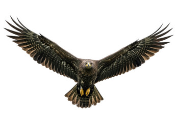 Fototapeta premium Majestic eagle in flight with wings spread wide, detailed feathers, isolated on transparent background