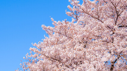 桜　青空
