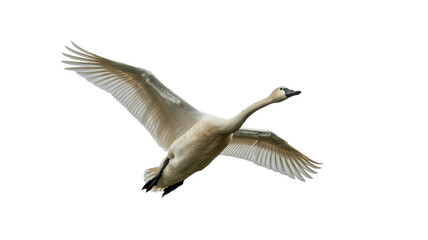 Obraz premium A majestic swan in mid-flight, soaring through the air with outstretched wings