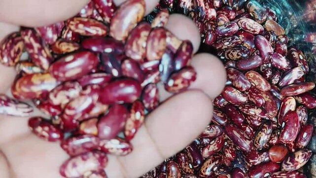 Speckled Red Kidney Beans Laal Lobia Chitri Wala Variety
