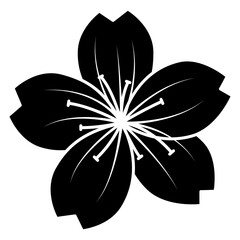 sakura cherry blossom flower 