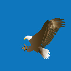 Obraz premium A majestic American bald eagle with expansive wings soars through the clear blue sky, capturing the essence of wild freedom and nature as this powerful raptor flies in graceful flight