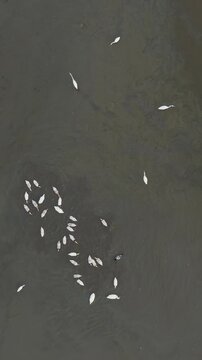 A flock of egrets forage for food in the shallow waters of the wetlands in Hang Mua, Ninh Binh, Vietnam. The birds are hunting for fish and other small prey.
